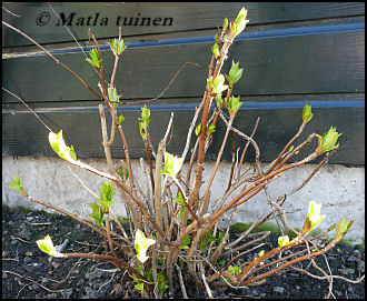 Hortensia die in het voorjaar uitloopt