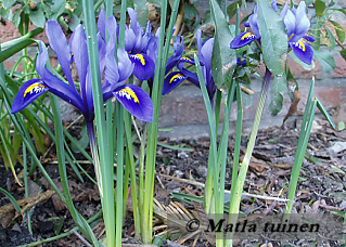 Kleine irissen in de border