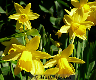 Narcissen in bloei