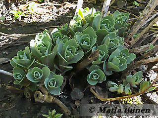 Sedum in de border
